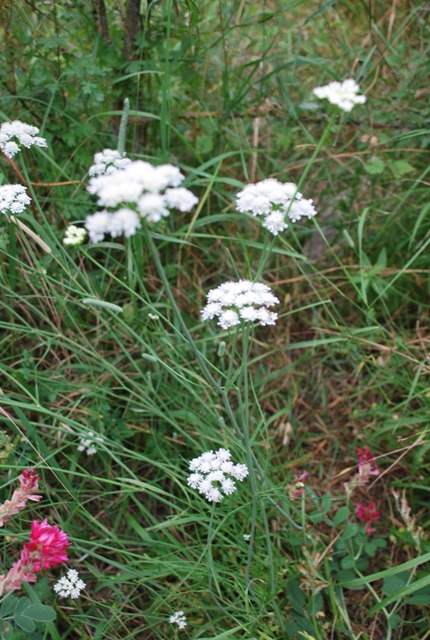 Apiacea - Oenanthe silaifolia